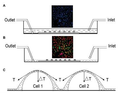 Cell Deformation at the Air-Liquid Interface Evokes Intracellular Ca2+ Increase and ATP Release in Cultured Rat Urothelial Cells